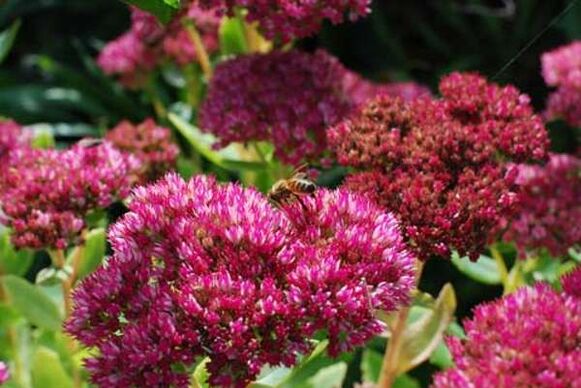 Purple sedum for the preparation of a healing infusion that increases potency